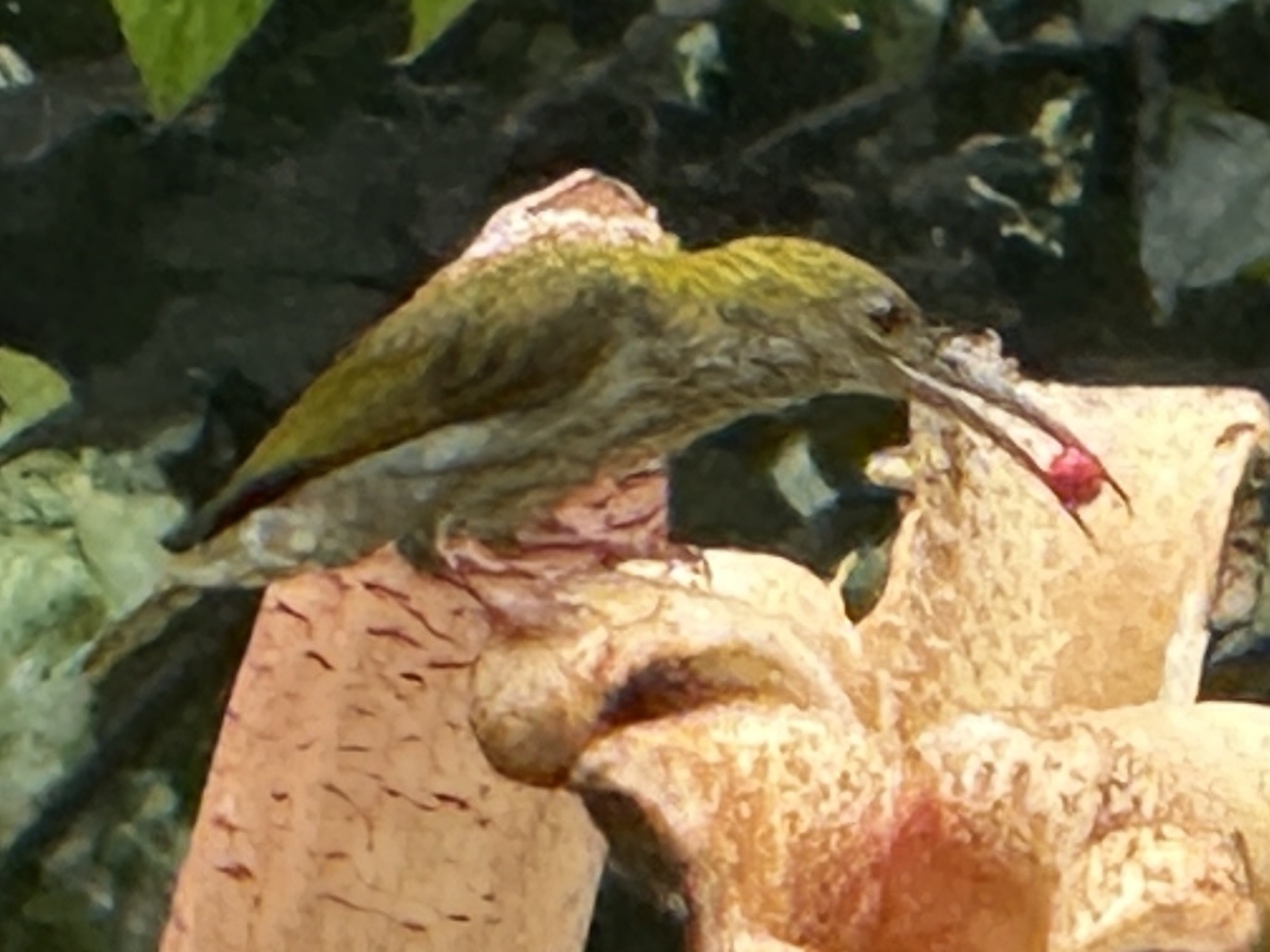 Bornean Spiderhunter (Arachnothera everetti), photo 6