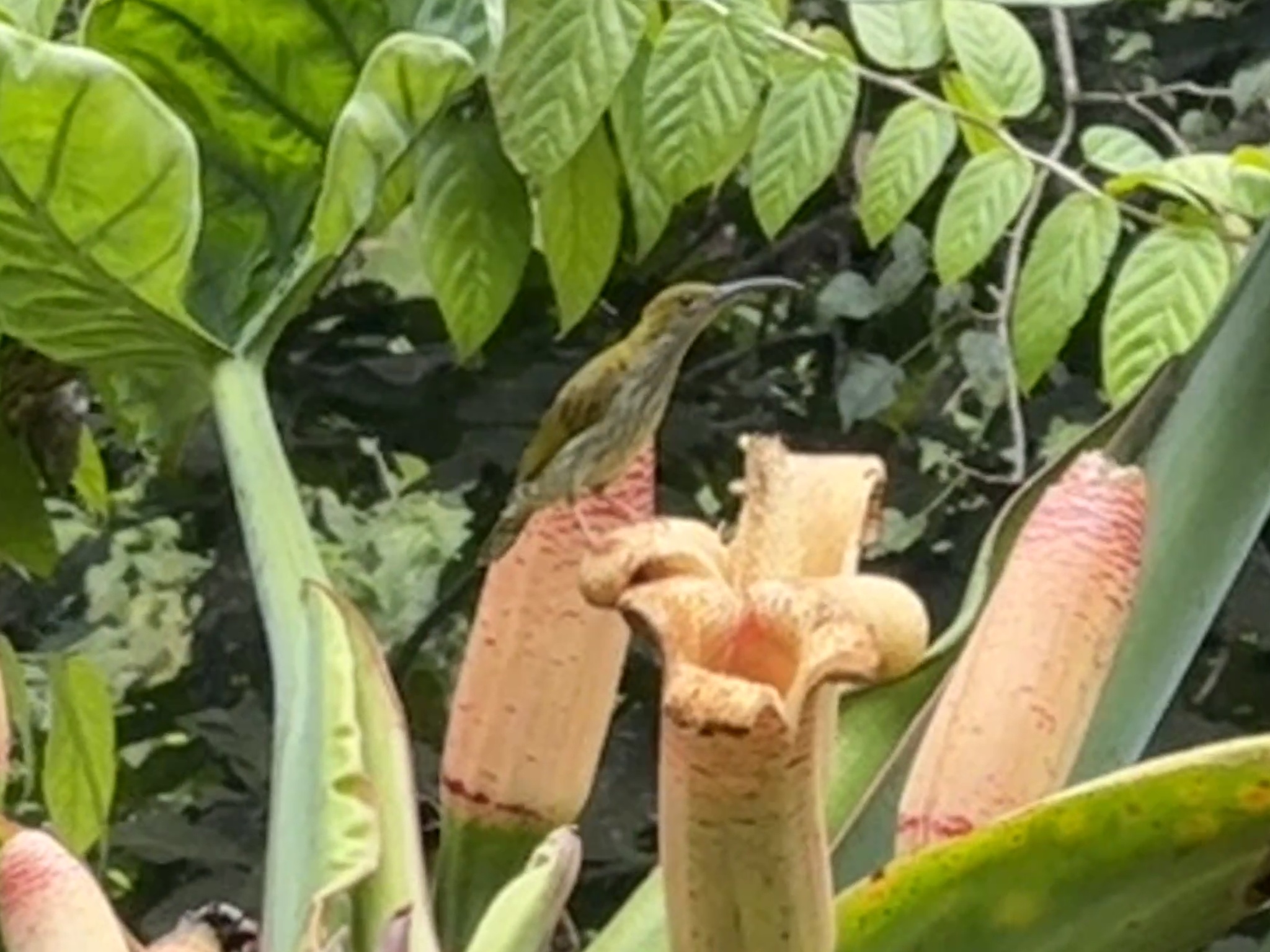 Bornean Spiderhunter (Arachnothera everetti), photo 7