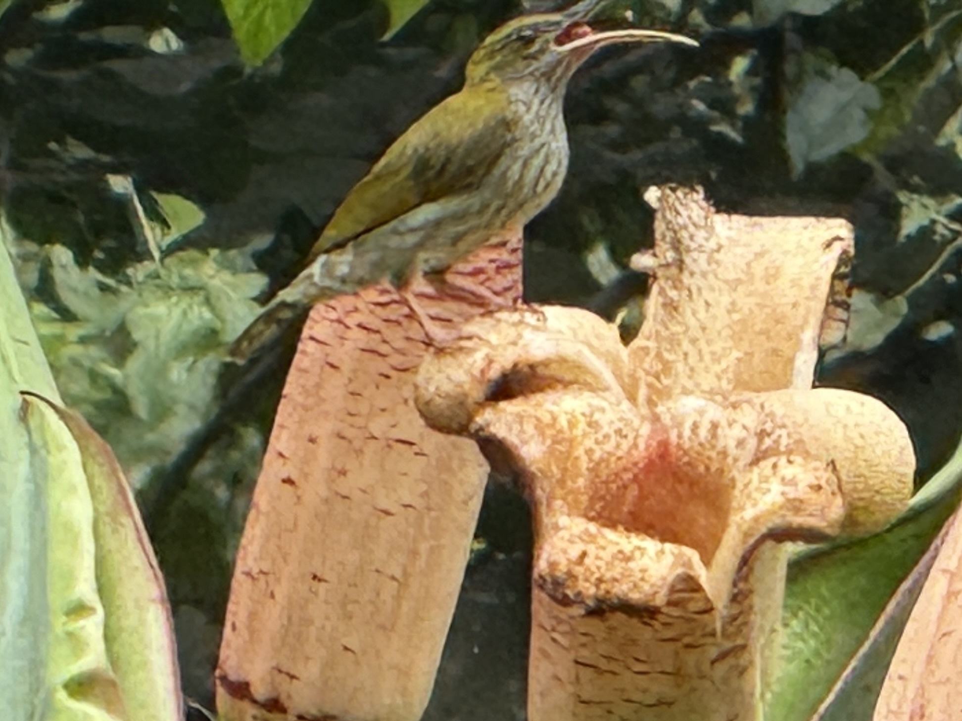 Bornean Spiderhunter (Arachnothera everetti), photo 8