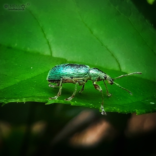 Nettle weevil, Den Oosterhuis, Nieuwe Dijk, 7921 XC Zuidwolde, Nederland, photo 6 of 10