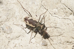 Neocicindela latecincta