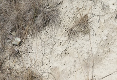 Neocicindela latecincta