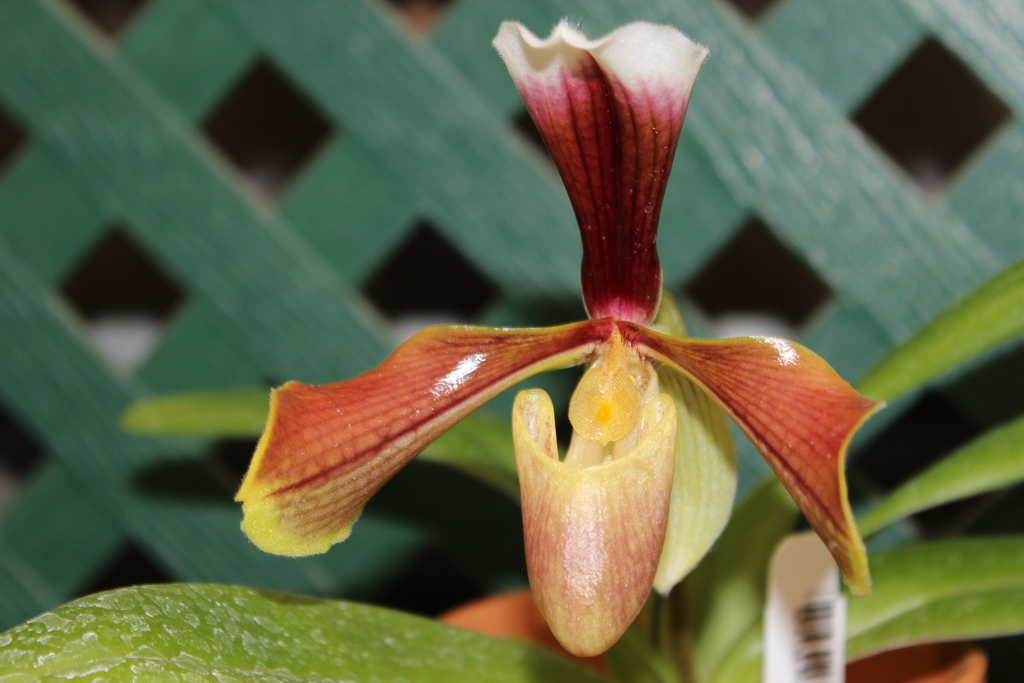 Villose Paphiopedilum (Paphiopedilum villosum) · iNaturalist