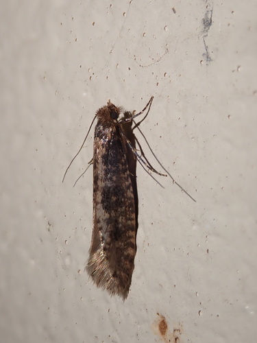 Cephitinea colonella