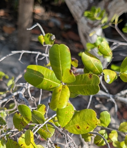 Darlingplum (Reynosia septentrionalis)