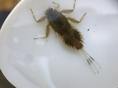 Ephemerellidae