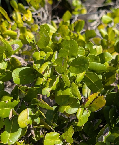Image of Reynosia septentrionalis by (c) Alan Prather, some rights reserved (CC BY)