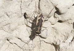 Neocicindela latecincta