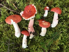 Russula peckii