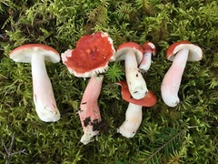 Russula peckii
