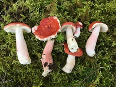 Russula peckii