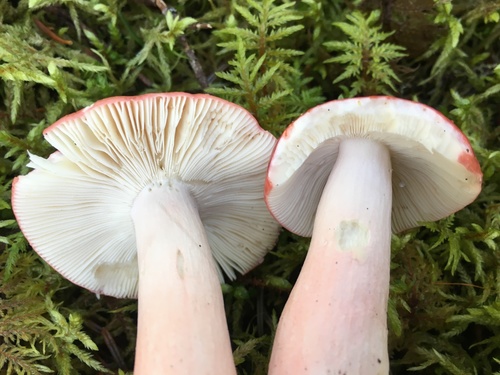 Russulaceae image