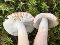 Russula peckii