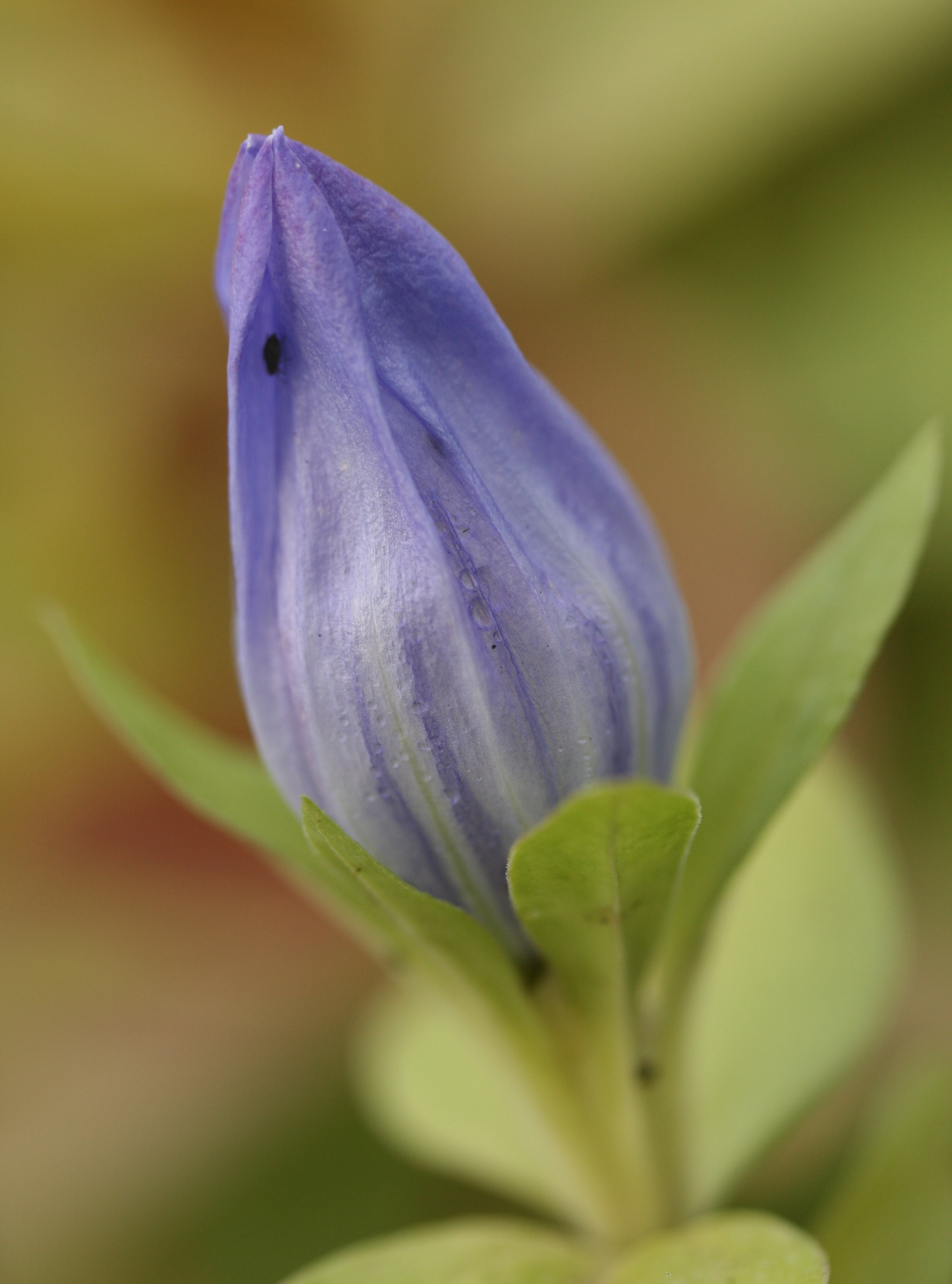 Gentiana catesbaei