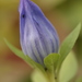 Coastal Plain Gentian - Photo (c) dogtooth77, some rights reserved (CC BY-NC-SA)