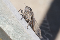 Amphipsalta strepitans