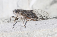 Amphipsalta strepitans