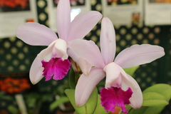 Cattleya intermedia