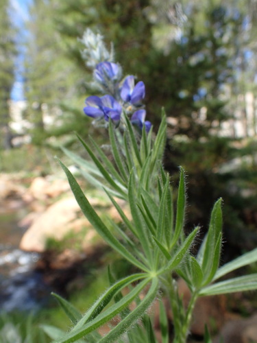 shaggy lupine (Lupinus covillei)