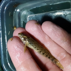 Etheostoma coosae