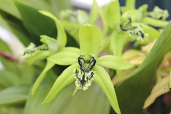 Coelogyne pandurata