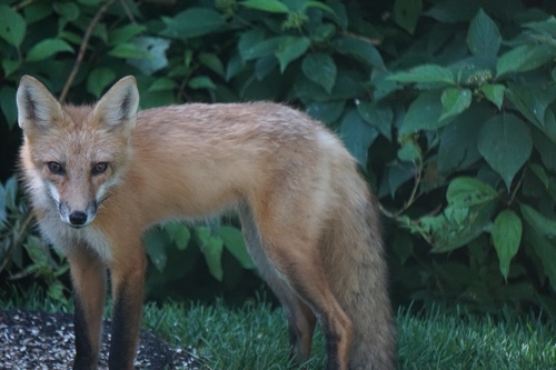 Red Fox photographed in Minnesota