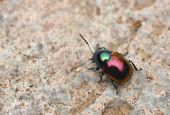 Spintherophyta violaceipennis