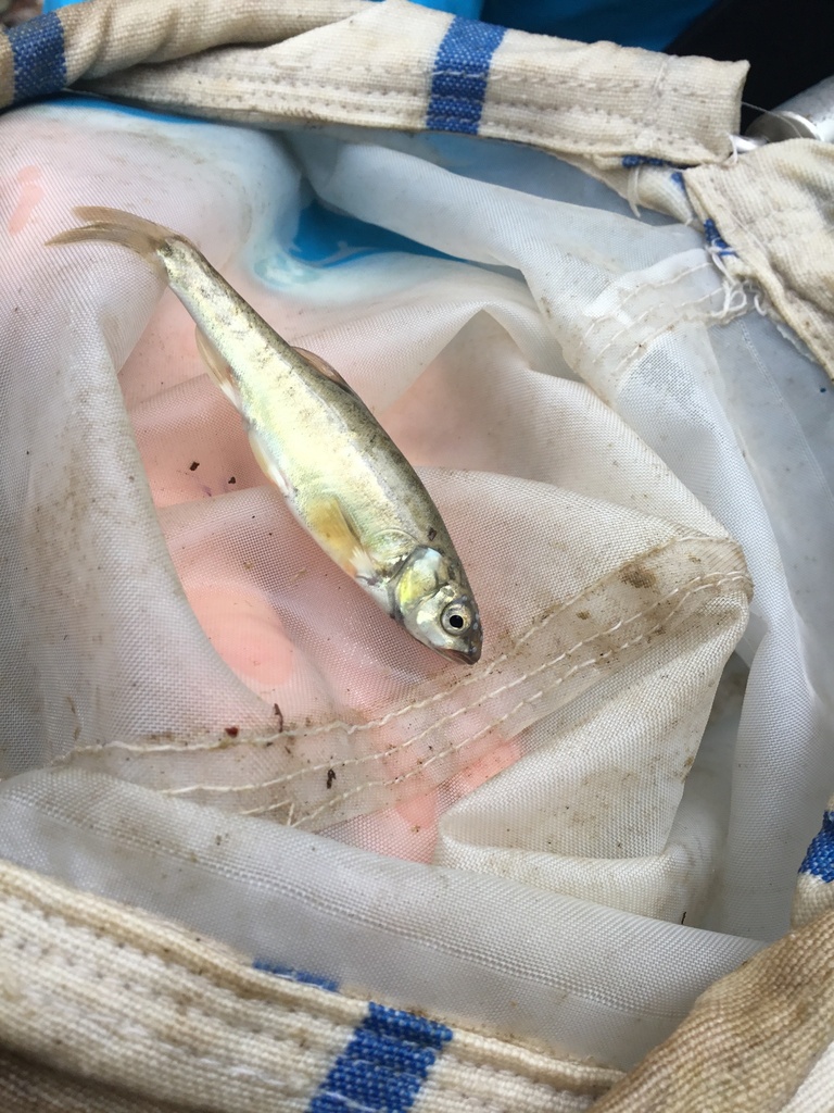 Colchic minnow (Phoxinus colchicus) — Cyprinidae