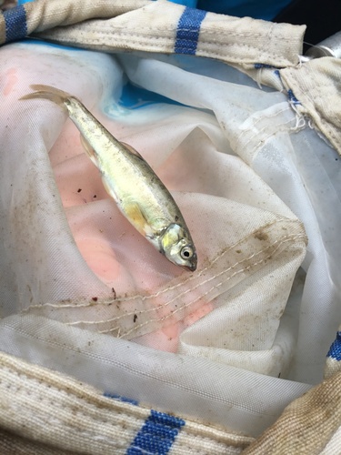 Colchic minnow (Phoxinus colchicus) — Cyprinidae