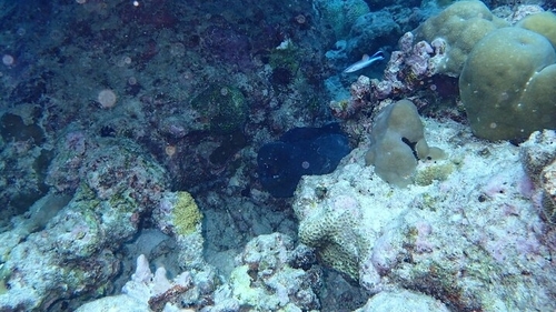 Giant Moray — seen at this dive site