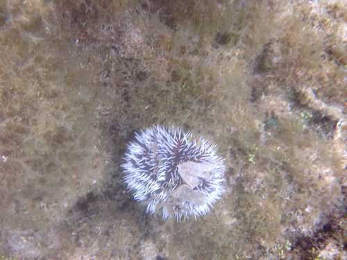 Tripneustes ventricosus