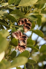 Ormosia emarginata, photograph author not stated, no rights reserved