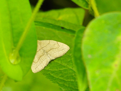 Zanclognatha pedipilalis