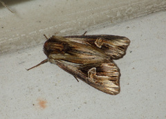 Actinotia polyodon