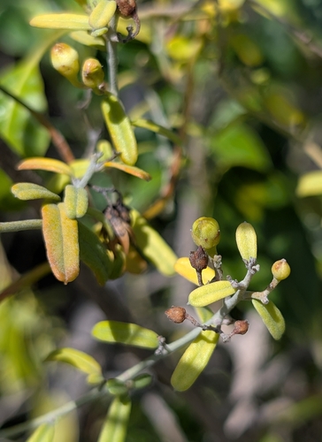 Image of Jacquemontia havanensis by (c) Alan Prather, some rights reserved (CC BY)