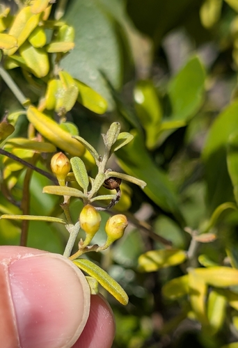 Image of Jacquemontia havanensis by (c) Alan Prather, some rights reserved (CC BY)