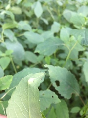 Neolasioptera impatientifolia