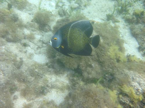Pomacanthus paru