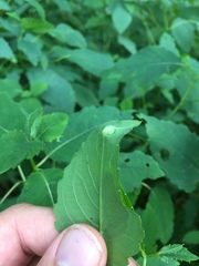 Neolasioptera impatientifolia