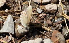 Coenonympha haydenii