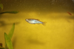 Danio rerio