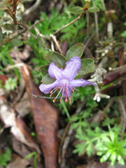 Rhododendron nitidulum