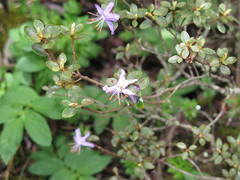 Rhododendron nitidulum