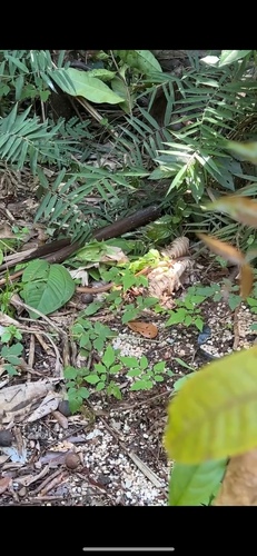 Mastigodryas moratoi