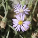 Purple Fuzzweed - Photo (c) James Bailey, some rights reserved (CC BY-NC), uploaded by James Bailey