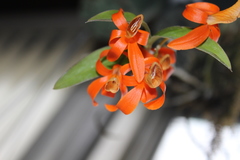 Dendrobium unicum