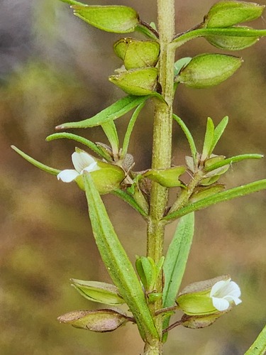 Bacopa floribunda observed 2025-04-02