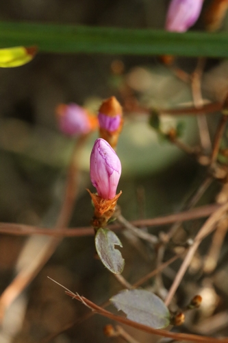Rhododendron farrerae, photograph 5