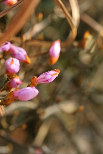 Rhododendron farrerae, photograph 6