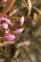 Rhododendron farrerae, photograph author not stated, no rights reserved